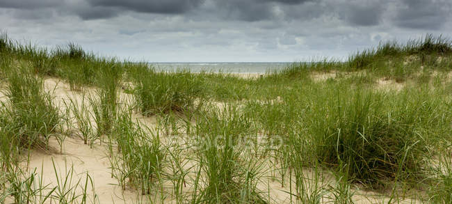 Vue panoramique sur l'herbe à la plage De Cocksdorp, Pays-Bas — Photo de stock