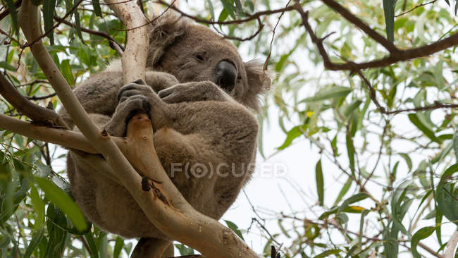 Koala orso seduto su ramo d'albero — Foto stock