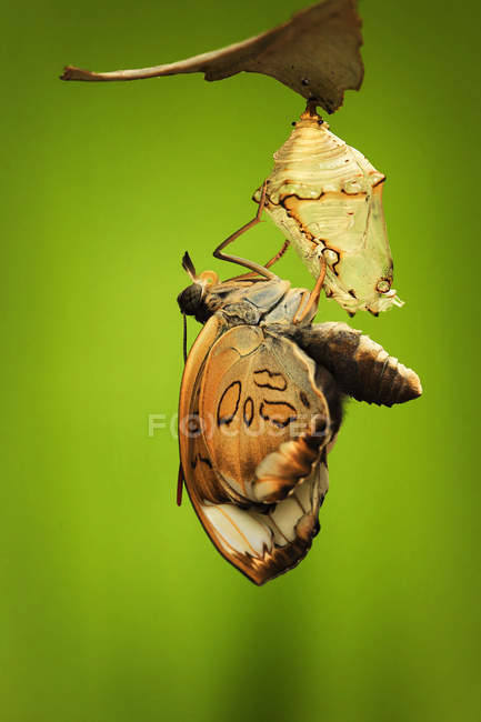 Vue rapprochée de la métamorphose des papillons de nuit sur fond vert — Photo de stock