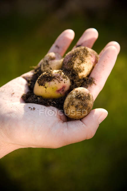 Abgeschnittenes Bild einer Hand, die frisch ausgegrabene neue Kartoffeln hält — Stockfoto