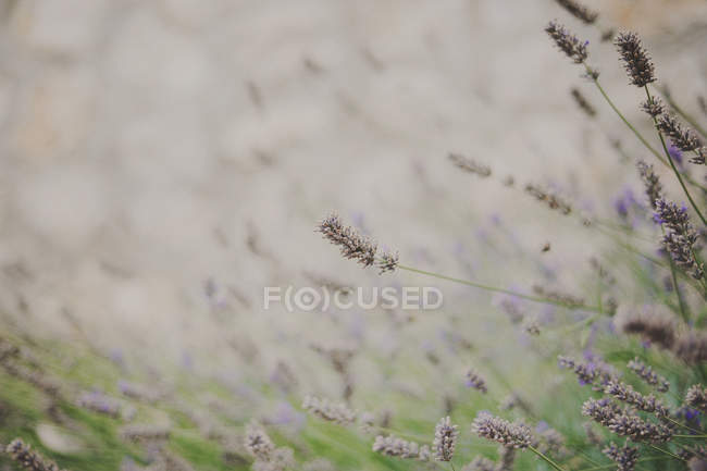 Close-up of lavender plants growing outdoors — Stock Photo