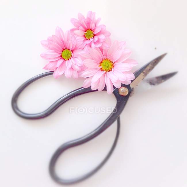 Tesoura com três flores cor-de-rosa frescas sobre fundo branco — Fotografia de Stock