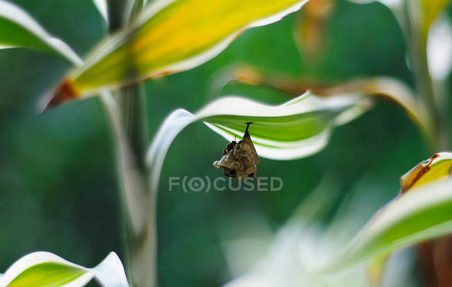 Close-up of chrysalis under leaf of plant — Stock Photo