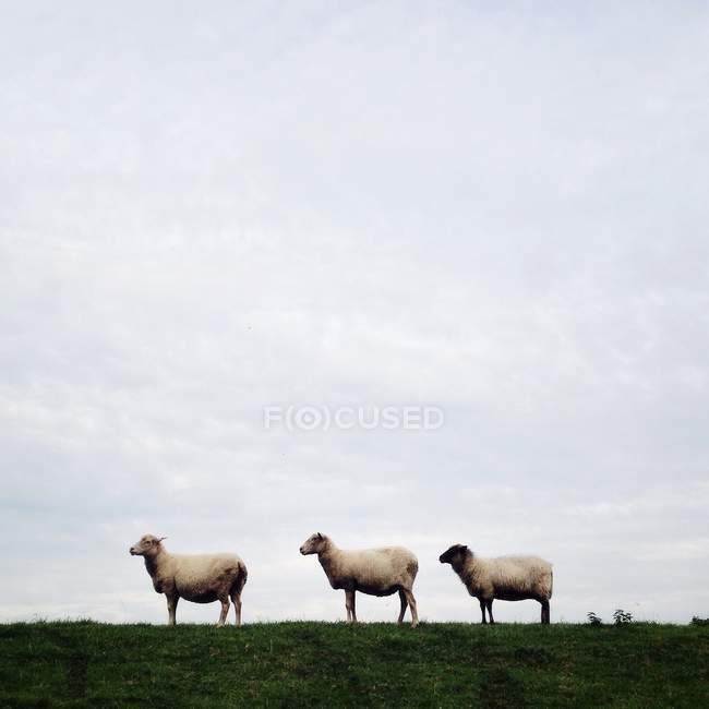 Tre pecore in piedi in fila su erba verde contro cielo nuvoloso — Foto stock