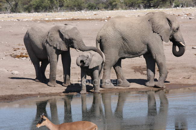 Three elephants standing at the edge of a watering hole, Namibia — Stock Photo