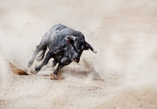 Taureau noir charge à travers le sable créant un nuage de poussière — Photo de stock