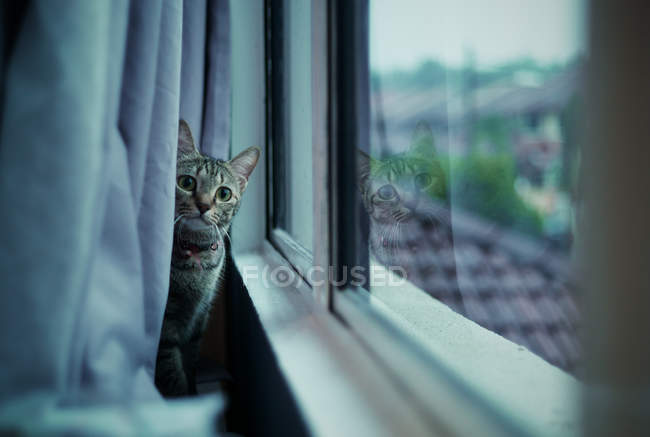 Beautiful tabby cat sitting behind curtain and looking at camera — Stock Photo