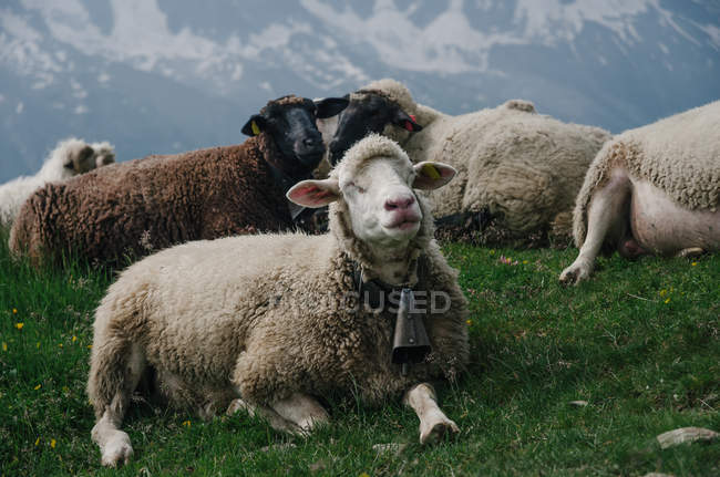 View of cute sheep on pasture with mountains in background — Stock Photo