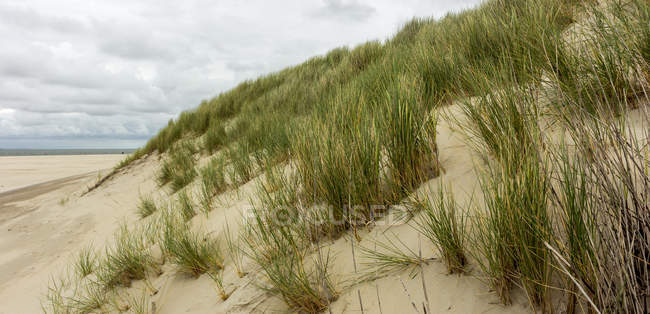 Scenic view of sand dunes, De Cocksdorp beach, Netherlands — Stock Photo
