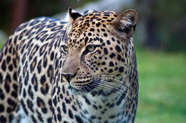 Primer plano Retrato de hermoso leopardo salvaje, Sudáfrica, Limpopo, municipio del distrito de Mopani, municipio local de Maruleng - foto de stock