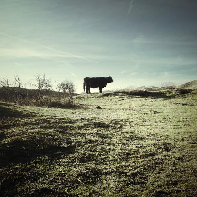 Vista lateral da vaca preta no pasto — Fotografia de Stock