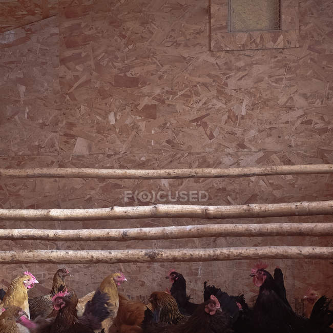 Курчат в курник, США, Вайомінг — стокове фото