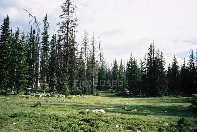 Vista panorâmica da floresta verde, Unita, Utah, EUA — Fotografia de Stock