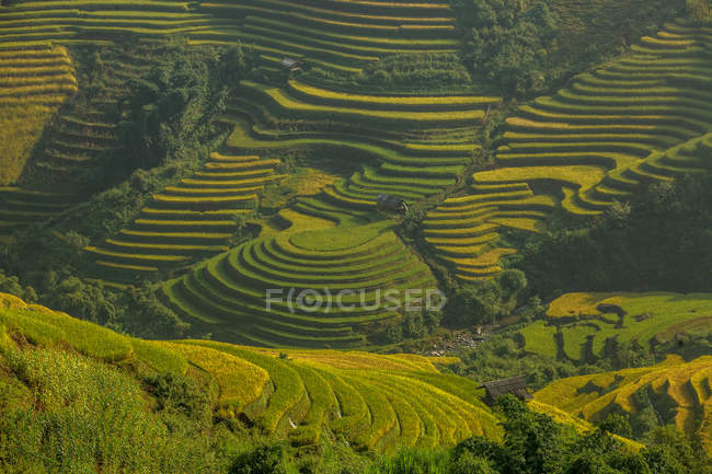 Vista panorámica de los campos de arroz en terrazas, Vietnam - foto de stock