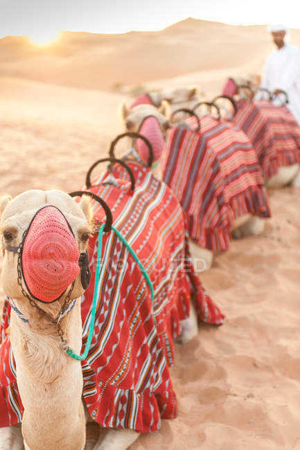 Chameaux arabes muselés et manutentionnaire dans le désert d'Abu Dhabi au coucher du soleil, Abu Dhabi, EAU — Photo de stock