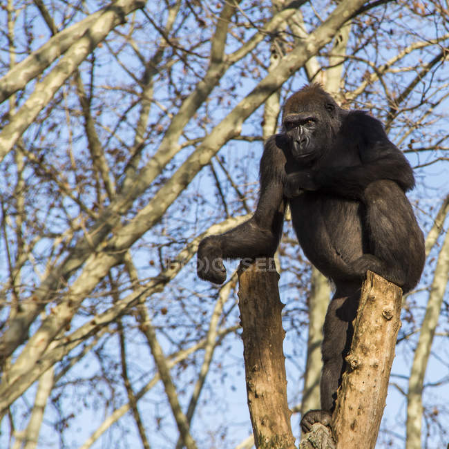 Живописный вид черной гориллы на ветке дерева — стоковое фото