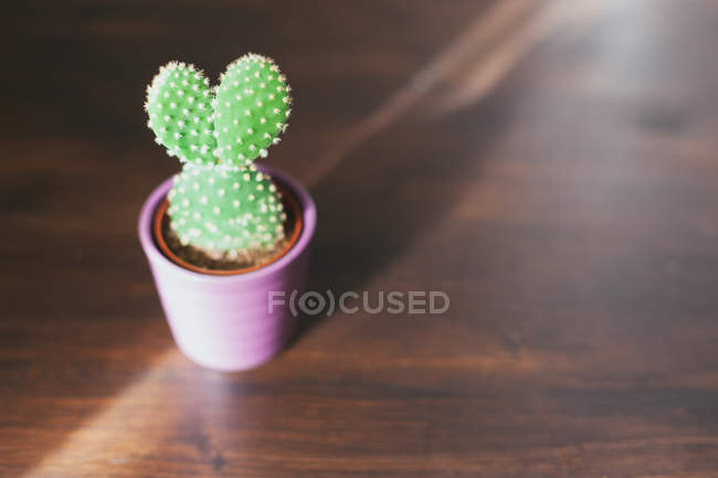 Рослина кактуса в рослинному горщику на дерев'яному столі в сонячному світлі — стокове фото