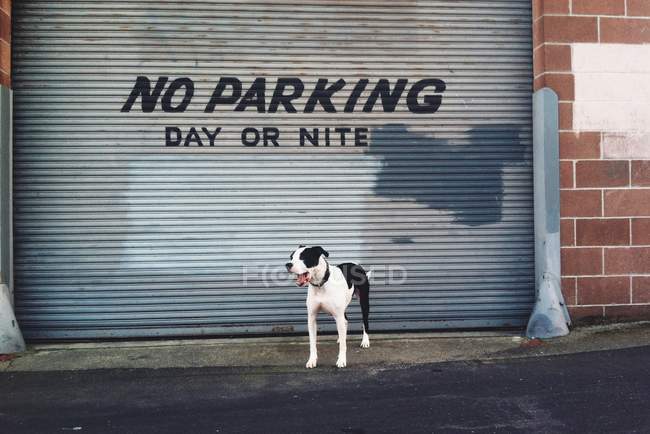 Dog standing in front of parking garage, USA, California, San Francisco — Stock Photo