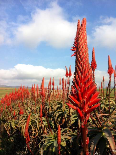 Malerische Aussicht auf schöne Aloe-Blumen — Stockfoto