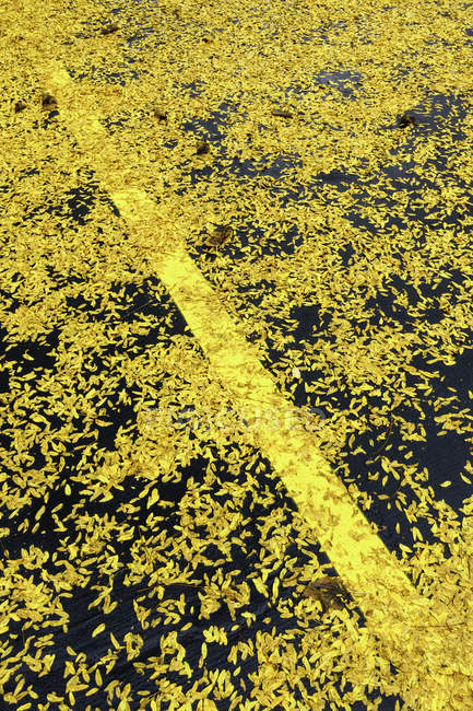 Підвищений вид на осіннє листя на дорозі — стокове фото