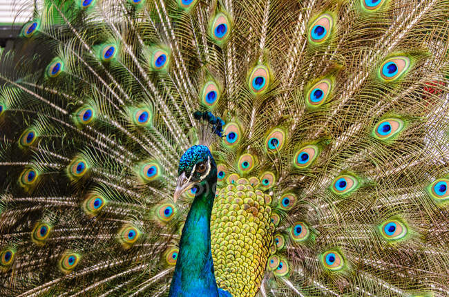 Close-up of colorful peacock with spread wings — Stock Photo