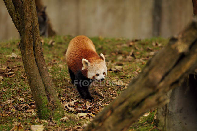 Bonito vermelho panda andando no folha coberto grama — Fotografia de Stock
