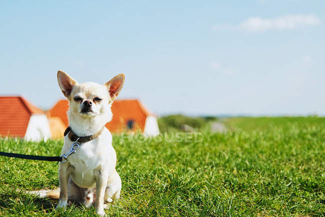 Собака на повідку сидить на зеленій траві в полі і дивиться на камеру — стокове фото
