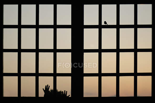 Rear view silhouette of little girl looking through window at bird — Stock Photo