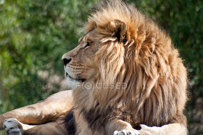 Vista da vicino del bellissimo leone africano selvaggio che giace nella natura selvaggia, Sud Africa — Foto stock