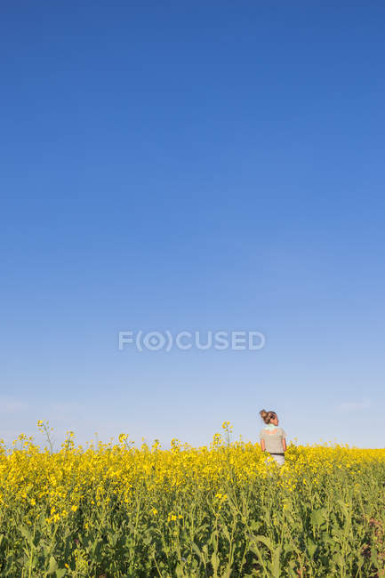 Вид сзади девушки, стоящей на поле канолы с голубым небом на заднем плане — стоковое фото