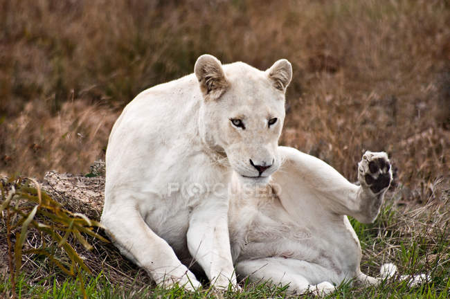 Lion femelle blanche assise sur l'herbe — Photo de stock