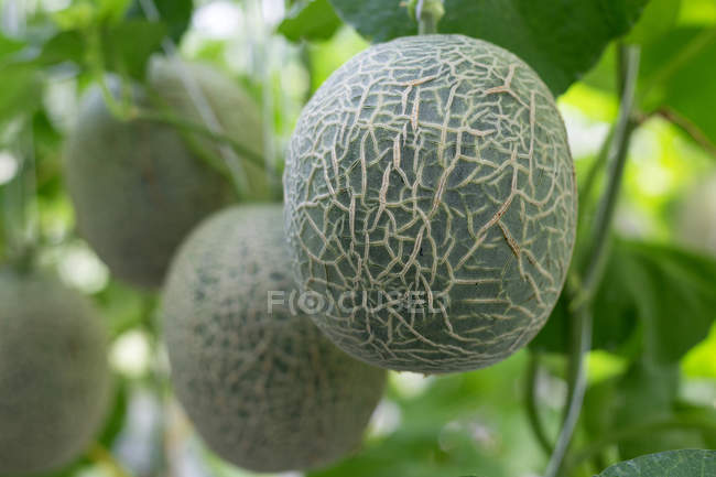 Meloni freschi e gustosi appesi all'albero in serra — Foto stock