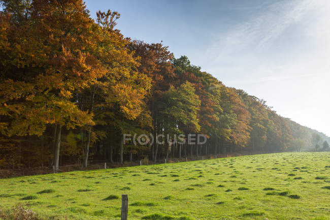 Malerischer Blick auf Herbstbäume in einer Reihe, Niederlande — Stockfoto