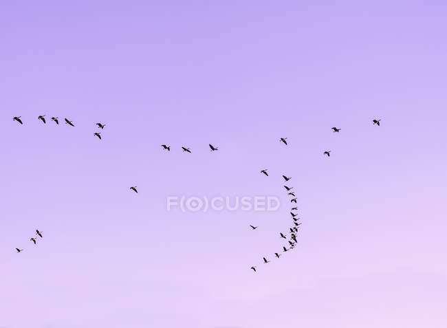Manada de gansos de Canadá o canadensis de Branta volando juntos - foto de stock