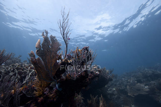 Mexico, Quintana Roo, Xcalak, scenic view of Caribbean reef under water — Stock Photo