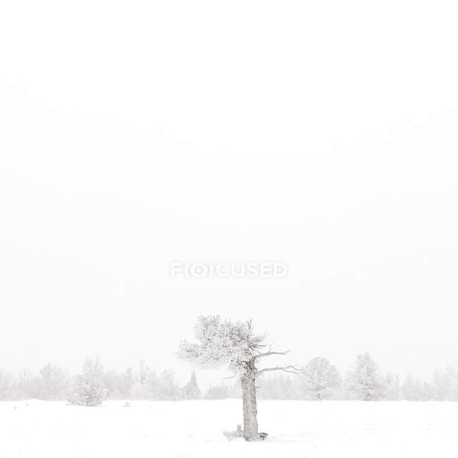 Tree in snow covered landscape, USA, Wyoming, Albany County, Laramie — Stock Photo