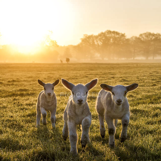 Trois agneaux mignons sur la prairie au soleil du matin — Photo de stock