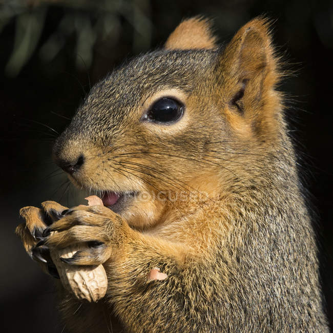 Nahaufnahme eines Eichhörnchens, das eine Erdnuss isst, colorado, america, usa — Stockfoto
