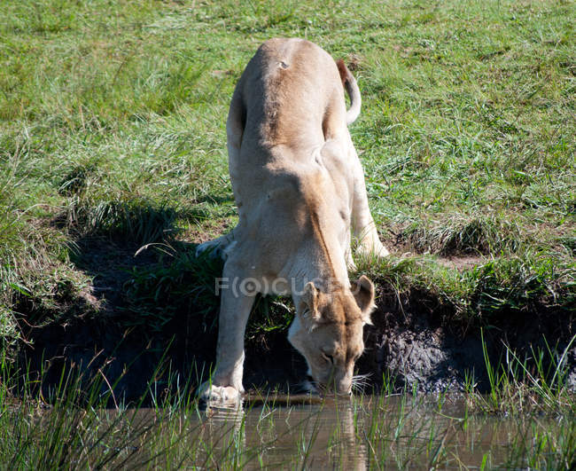 Vista da bela leoa selvagem bebendo, África do Sul, Mpumalanga — Fotografia de Stock