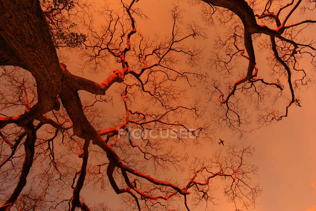 Tiefansicht auf hohen Baum und Flugzeug am orangefarbenen Himmel — Stockfoto