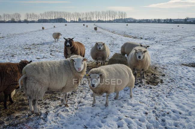 Vista cênica de ovelhas em pasto no inverno — Fotografia de Stock