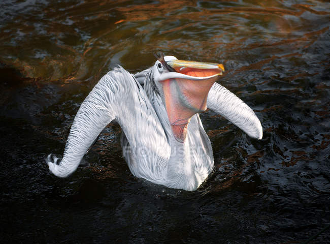 Pelícano o Pelecanus onocrotalus en agua con peces en el pico - foto de stock