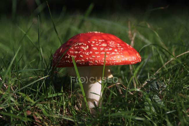 Vista close-up de um cogumelo vermelho na grama verde — Fotografia de Stock