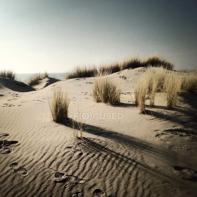 Живописный вид на песчаные дюны и траву на пляже, длинные тени — стоковое фото