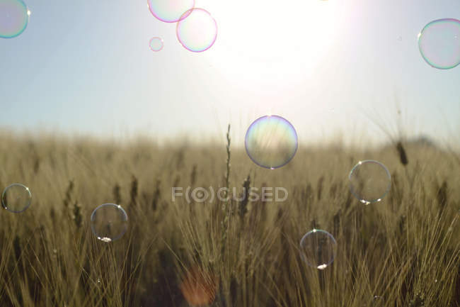 Primo piano di bolle di sapone galleggianti sopra il campo di grano — Foto stock