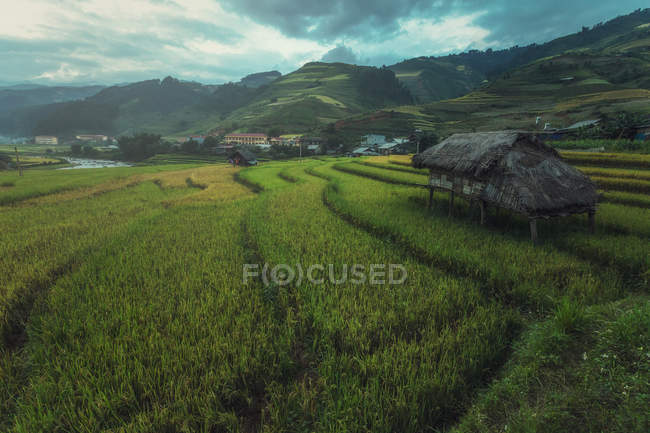 Rice fields on terraced of Mu Cang Chai, YenBai, Vietnam — Stock Photo
