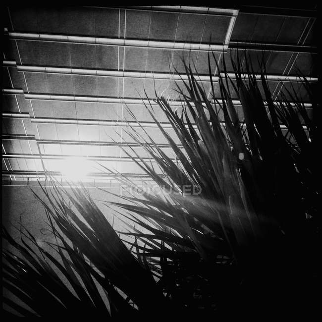 Monochrome image of solar panels above palms — Stock Photo