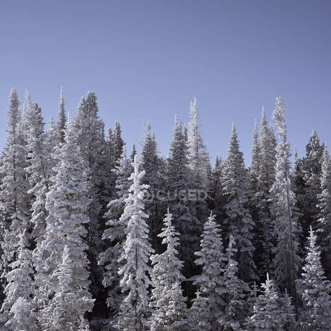 Vista panorámica de árboles cubiertos de nieve congelados - foto de stock