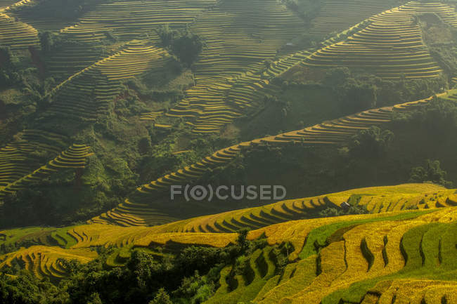Vista panorámica de los campos de arroz en terrazas, Vietnam - foto de stock