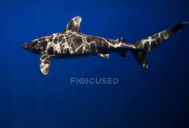 Weißspitzenhai schwimmt im blauen Ozean — Stockfoto